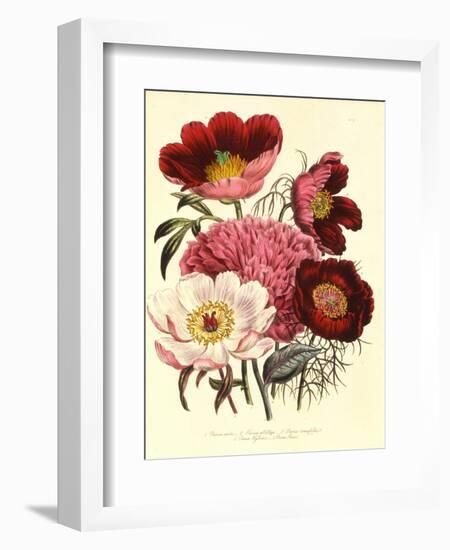 Paeonia Edulis, c.1800-null-Framed Giclee Print