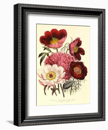 Paeonia Edulis, c.1800-null-Framed Giclee Print