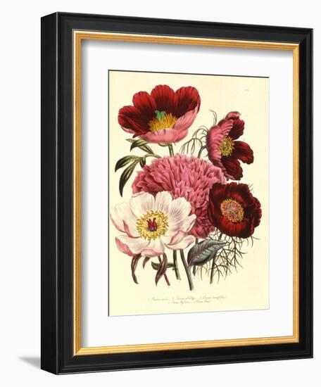 Paeonia Edulis, c.1800-null-Framed Giclee Print