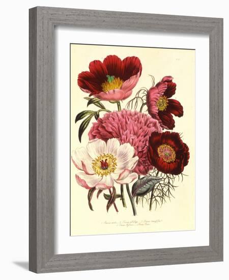 Paeonia Edulis, c.1800-null-Framed Giclee Print