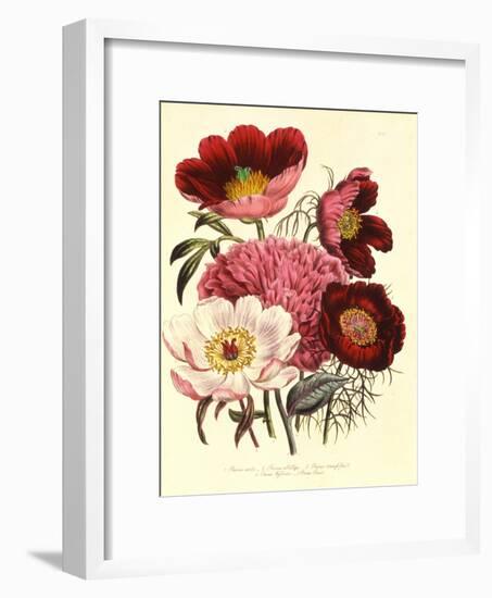 Paeonia Edulis, c.1800-null-Framed Giclee Print