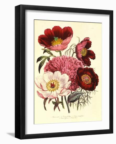 Paeonia Edulis, c.1800-null-Framed Giclee Print