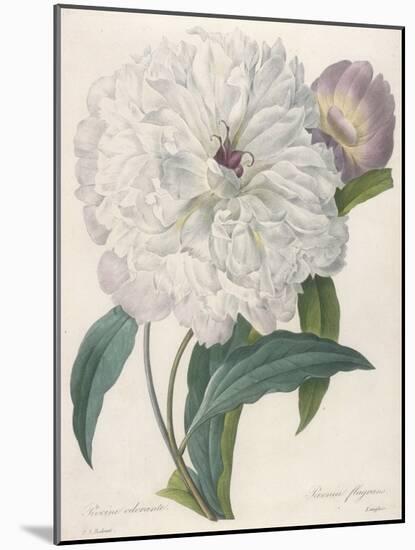 Paeonia Flagrans (Peony), 1827-Pierre Joseph Redoute-Mounted Giclee Print