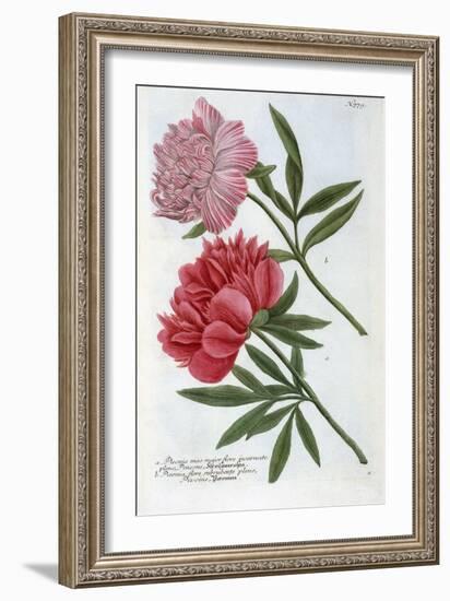 Paeonia from Johann Wilhelm Weinmann's Phytanthoza Iconographia, 1737-Georg Dionysius Ehret-Framed Giclee Print