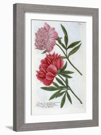 Paeonia from Johann Wilhelm Weinmann's Phytanthoza Iconographia, 1737-Georg Dionysius Ehret-Framed Giclee Print