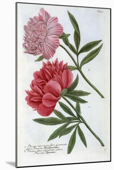 Paeonia from Johann Wilhelm Weinmann's Phytanthoza Iconographia, 1737-Georg Dionysius Ehret-Mounted Giclee Print