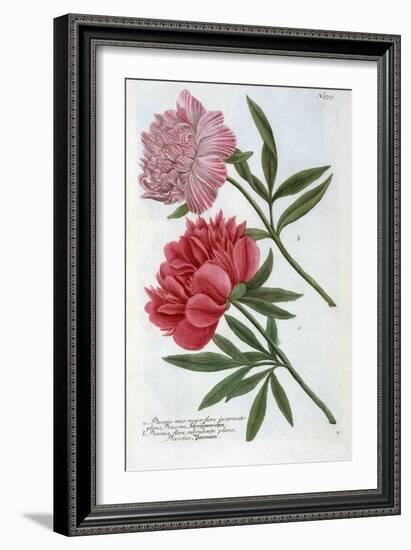 Paeonia from Johann Wilhelm Weinmann's Phytanthoza Iconographia, 1737-Georg Dionysius Ehret-Framed Giclee Print