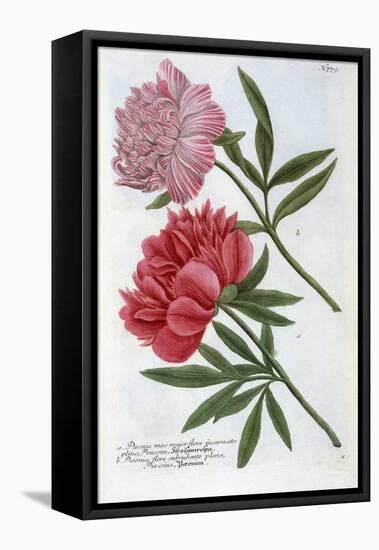 Paeonia from Johann Wilhelm Weinmann's Phytanthoza Iconographia, 1737-Georg Dionysius Ehret-Framed Premier Image Canvas