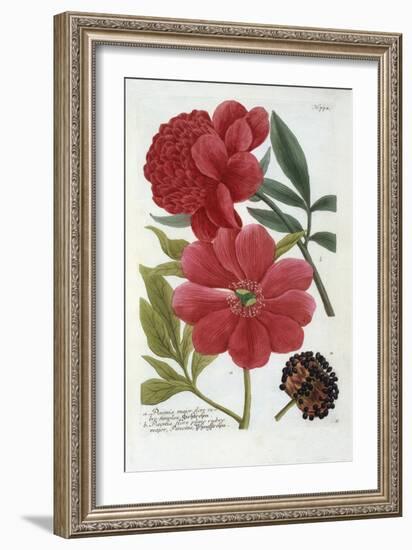 Paeonia from Johann Wilhelm Weinmann's Phytanthoza Iconographia, 1737-Georg Dionysius Ehret-Framed Giclee Print