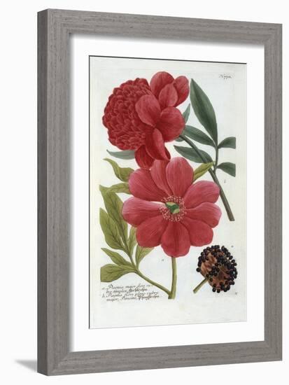 Paeonia from Johann Wilhelm Weinmann's Phytanthoza Iconographia, 1737-Georg Dionysius Ehret-Framed Giclee Print