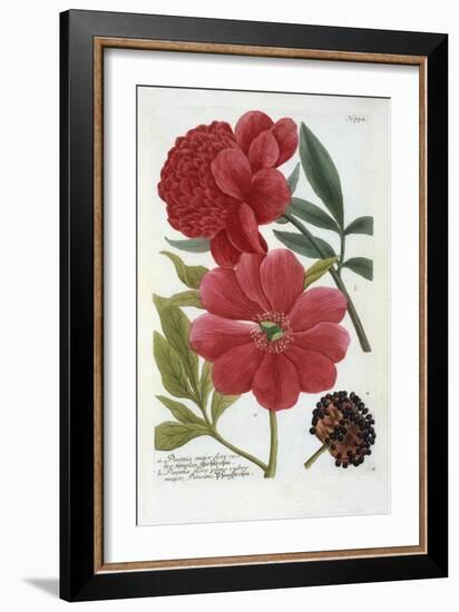 Paeonia from Johann Wilhelm Weinmann's Phytanthoza Iconographia, 1737-Georg Dionysius Ehret-Framed Giclee Print