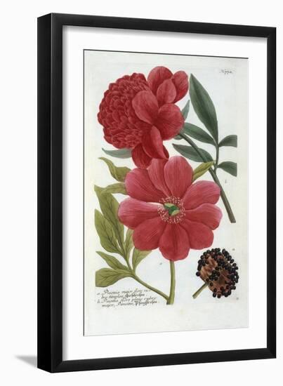 Paeonia from Johann Wilhelm Weinmann's Phytanthoza Iconographia, 1737-Georg Dionysius Ehret-Framed Giclee Print