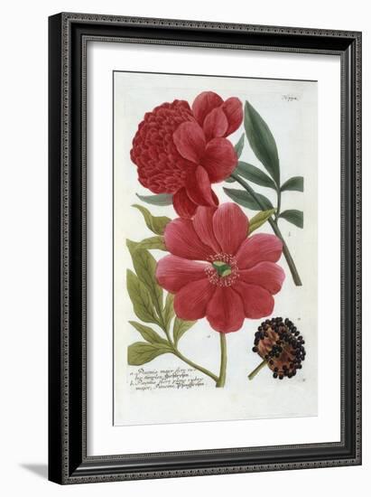 Paeonia from Johann Wilhelm Weinmann's Phytanthoza Iconographia, 1737-Georg Dionysius Ehret-Framed Giclee Print