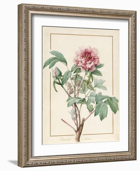 Paeonia Montan-Pierre Joseph Redoute-Framed Giclee Print