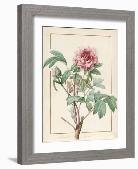 Paeonia Montan-Pierre Joseph Redoute-Framed Giclee Print