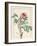 Paeonia Montan-Pierre Joseph Redoute-Framed Giclee Print