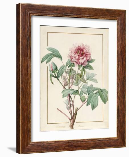 Paeonia Montan-Pierre Joseph Redoute-Framed Giclee Print