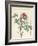 Paeonia Montan-Pierre Joseph Redoute-Framed Giclee Print