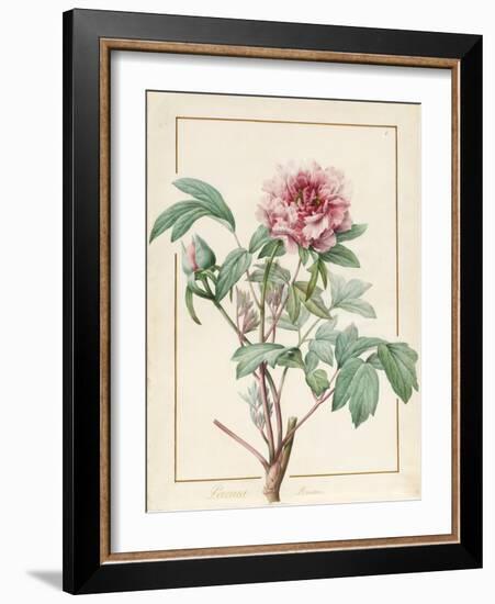 Paeonia Montan-Pierre Joseph Redoute-Framed Giclee Print