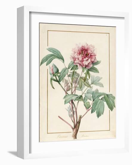 Paeonia Montan-Pierre Joseph Redoute-Framed Giclee Print