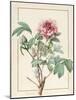 Paeonia Montan-Pierre Joseph Redoute-Mounted Giclee Print