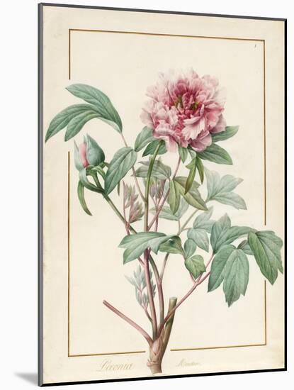 Paeonia Montan-Pierre Joseph Redoute-Mounted Giclee Print