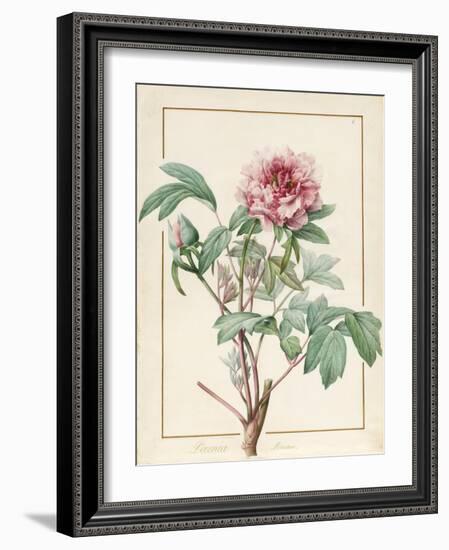 Paeonia Montan-Pierre Joseph Redoute-Framed Giclee Print