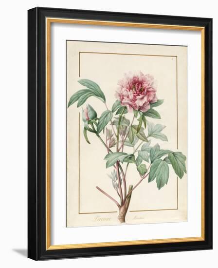 Paeonia Montan-Pierre Joseph Redoute-Framed Giclee Print