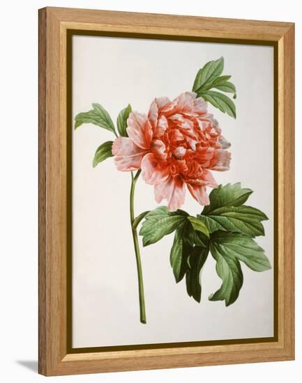 Paeonia Moutan or Peony, from Plantes Rares a Malmaison-Pierre-Joseph Redouté-Framed Premier Image Canvas