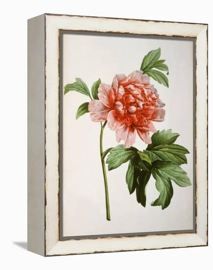 Paeonia Moutan or Peony, from Plantes Rares a Malmaison-Pierre-Joseph Redouté-Framed Premier Image Canvas