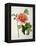 Paeonia Moutan or Peony, from Plantes Rares a Malmaison-Pierre-Joseph Redouté-Framed Premier Image Canvas