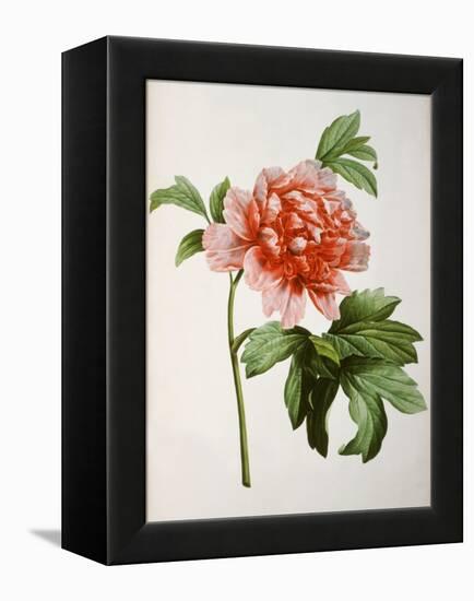 Paeonia Moutan or Peony, from Plantes Rares a Malmaison-Pierre-Joseph Redouté-Framed Premier Image Canvas