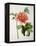Paeonia Moutan or Peony, from Plantes Rares a Malmaison-Pierre-Joseph Redouté-Framed Premier Image Canvas