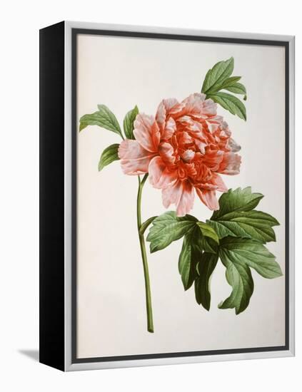 Paeonia Moutan or Peony, from Plantes Rares a Malmaison-Pierre-Joseph Redouté-Framed Premier Image Canvas