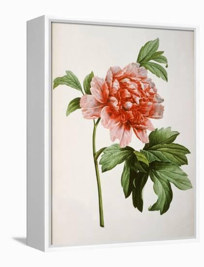 Paeonia Moutan or Peony, from Plantes Rares a Malmaison-Pierre-Joseph Redouté-Framed Premier Image Canvas