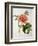 Paeonia Moutan or Peony, from Plantes Rares a Malmaison-Pierre-Joseph Redouté-Framed Giclee Print