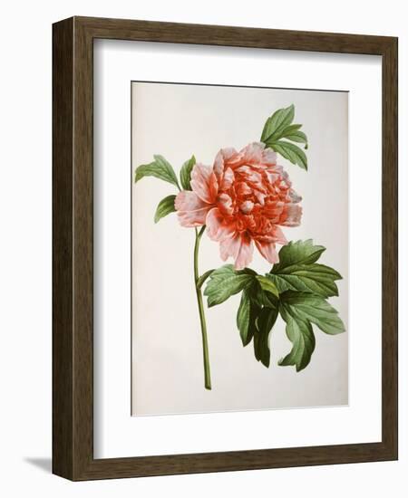 Paeonia Moutan or Peony, from Plantes Rares a Malmaison-Pierre-Joseph Redouté-Framed Giclee Print