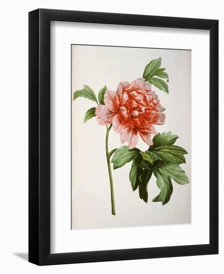 Paeonia Moutan or Peony, from Plantes Rares a Malmaison-Pierre-Joseph Redouté-Framed Giclee Print