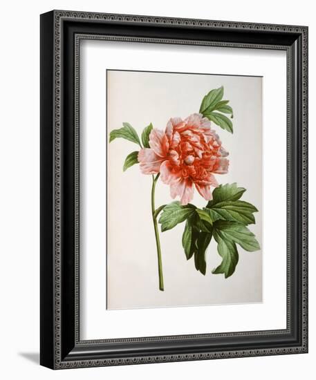 Paeonia Moutan or Peony, from Plantes Rares a Malmaison-Pierre-Joseph Redouté-Framed Giclee Print