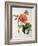 Paeonia Moutan or Peony, from Plantes Rares a Malmaison-Pierre-Joseph Redouté-Framed Giclee Print