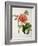 Paeonia Moutan or Peony, from Plantes Rares a Malmaison-Pierre-Joseph Redouté-Framed Giclee Print