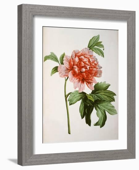 Paeonia Moutan or Peony, from Plantes Rares a Malmaison-Pierre-Joseph Redouté-Framed Giclee Print