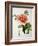 Paeonia Moutan or Peony, from Plantes Rares a Malmaison-Pierre-Joseph Redouté-Framed Giclee Print