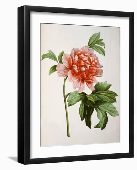 Paeonia Moutan or Peony, from Plantes Rares a Malmaison-Pierre-Joseph Redouté-Framed Giclee Print