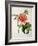 Paeonia Moutan or Peony, from Plantes Rares a Malmaison-Pierre-Joseph Redouté-Framed Giclee Print