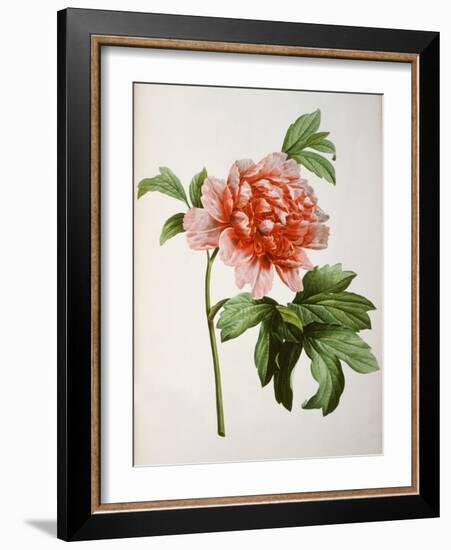 Paeonia Moutan or Peony, from Plantes Rares a Malmaison-Pierre-Joseph Redouté-Framed Giclee Print