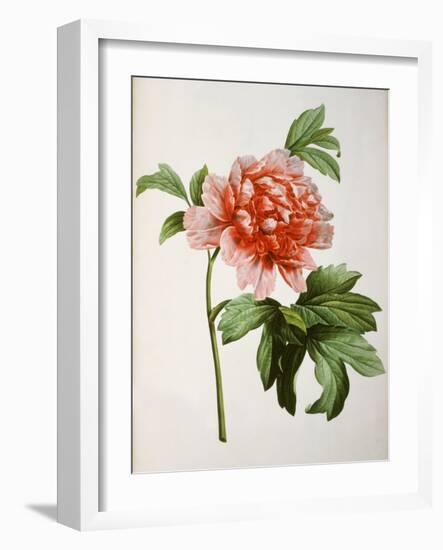 Paeonia Moutan or Peony, from Plantes Rares a Malmaison-Pierre-Joseph Redouté-Framed Giclee Print