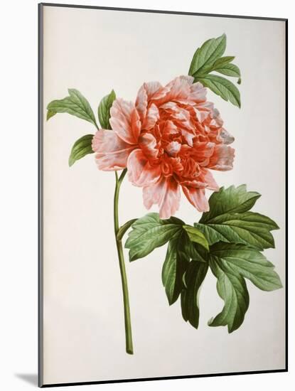 Paeonia Moutan or Peony, from Plantes Rares a Malmaison-Pierre-Joseph Redouté-Mounted Giclee Print