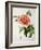 Paeonia Moutan or Peony, from Plantes Rares a Malmaison-Pierre-Joseph Redouté-Framed Giclee Print