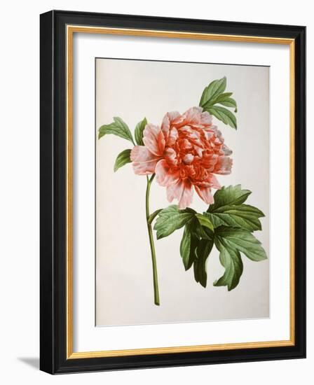 Paeonia Moutan or Peony, from Plantes Rares a Malmaison-Pierre-Joseph Redouté-Framed Giclee Print